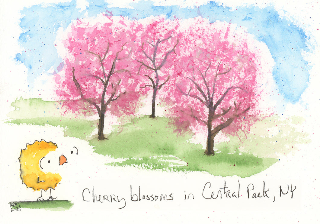 Cherry blossoms in Central Park